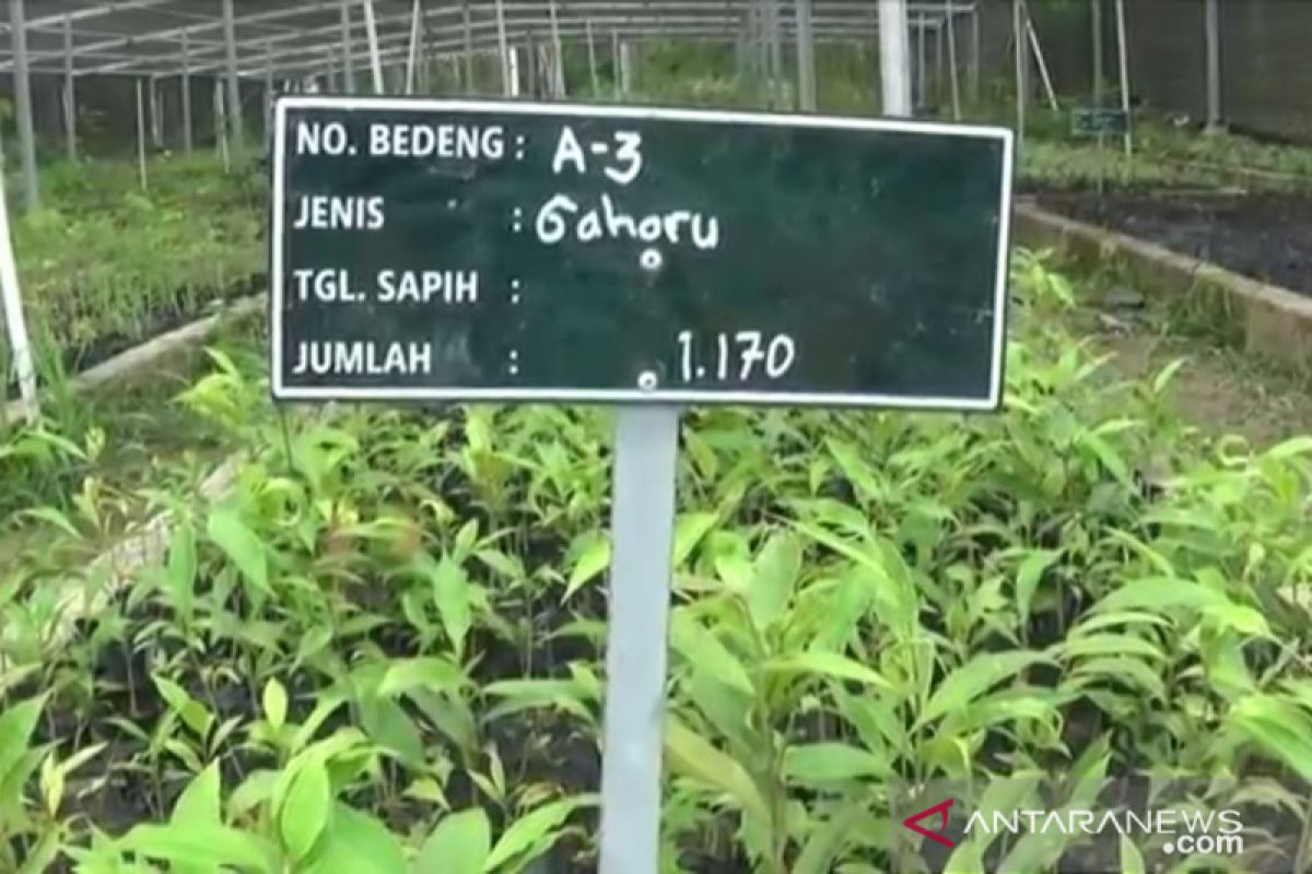 BRIN develops artificial agarwood cultivation technique using microbes