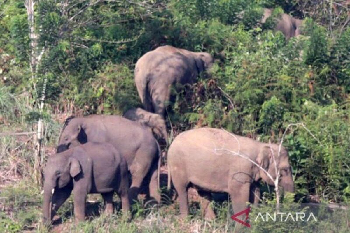 Aceh BKSDA sanguine about communities sharing space with wildlife